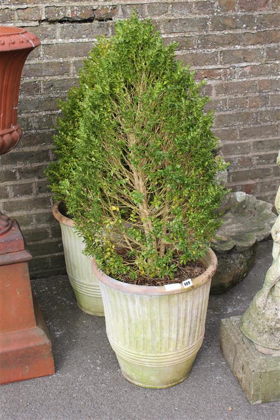 Pair planters with trimmed boxwood